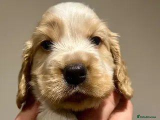 Cocker Spaniel dogs Show Cocker Spaniel Puppies 🐾 - Advert 1