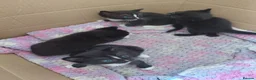 Mixed Breed cats for sale: Kittens - Advert 3