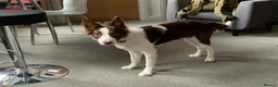Border Collie dogs for sale: Border Collie for Sale in Sheffield - Advert 4