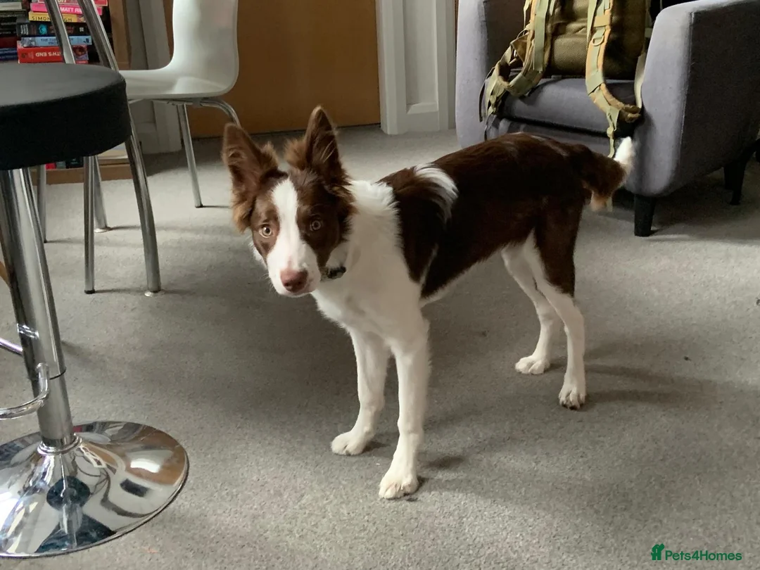Border Collie dogs for sale: Border Collie for Sale in Sheffield - Advert 4