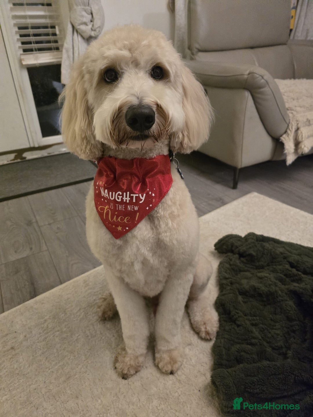 Labradoodle dogs for sale: 🐾 Labradoodle Puppies Expected Mid-January 🐾 - Advert 8