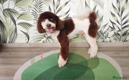Miniature Poodle dogs for stud: FULLY HEALTH TESTED MINIATURE POODLE in Kettering - Image 19