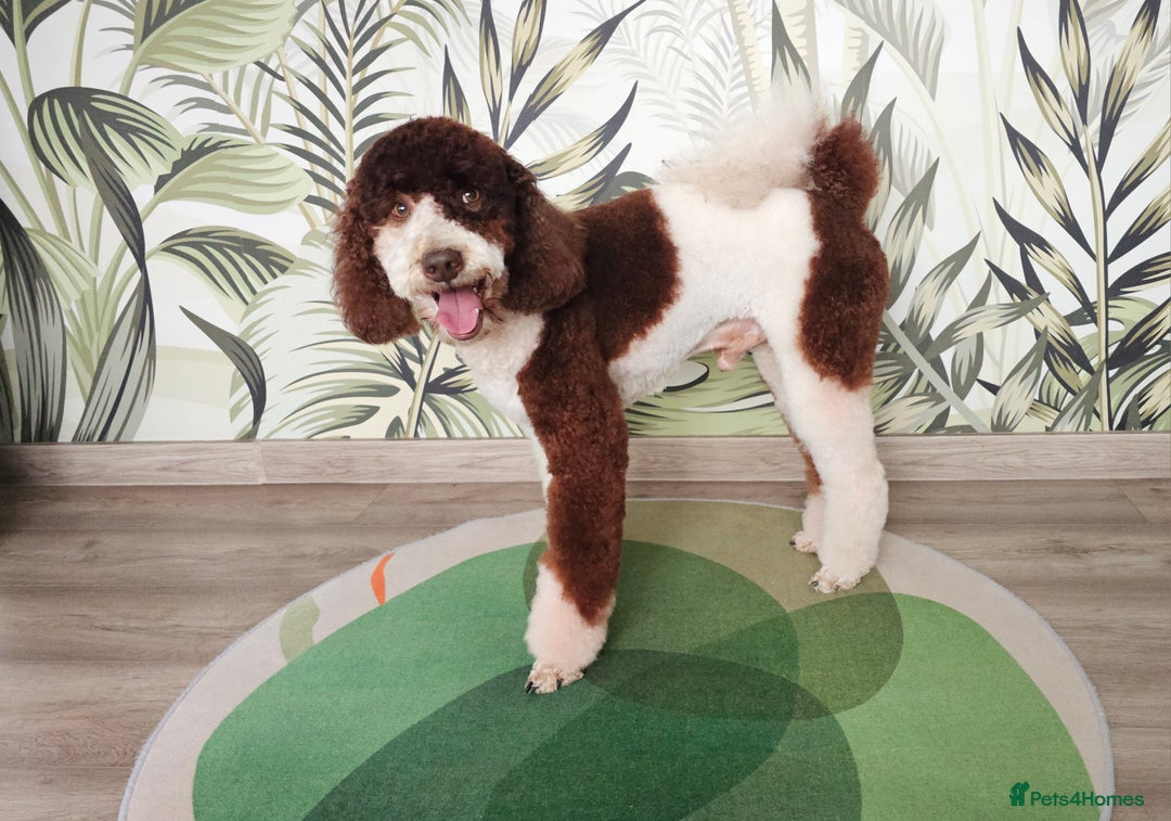 Miniature Poodle dogs for stud: FULLY HEALTH TESTED MINIATURE POODLE in Kettering - Image 19