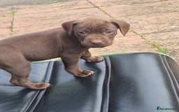 Mixed Breed dogs for sale: Cocker x Patterdale puppies  in Market Rasen - Image 3
