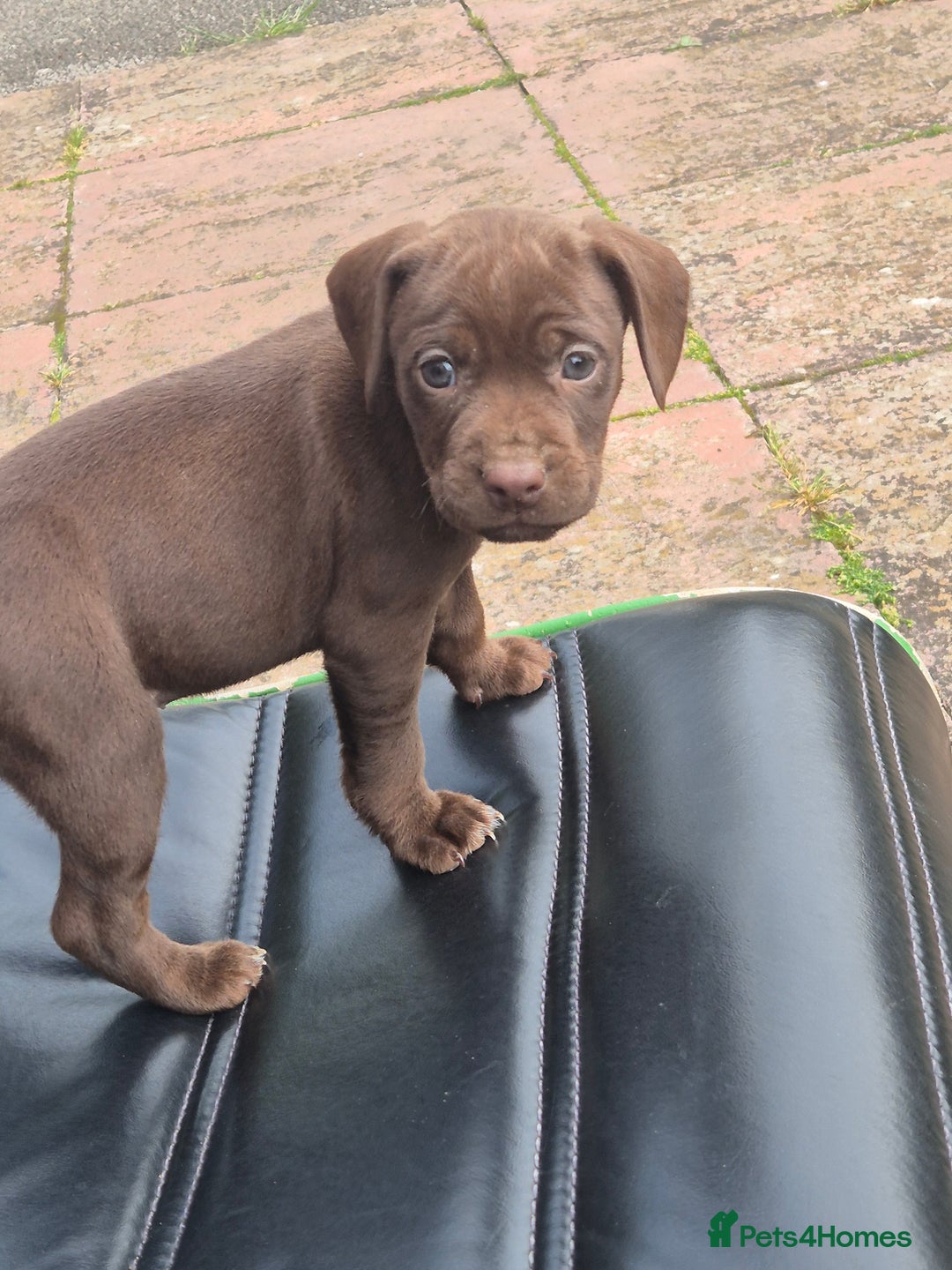 Mixed Breed dogs for sale: Cocker x Patterdale puppies  in Market Rasen - Image 3