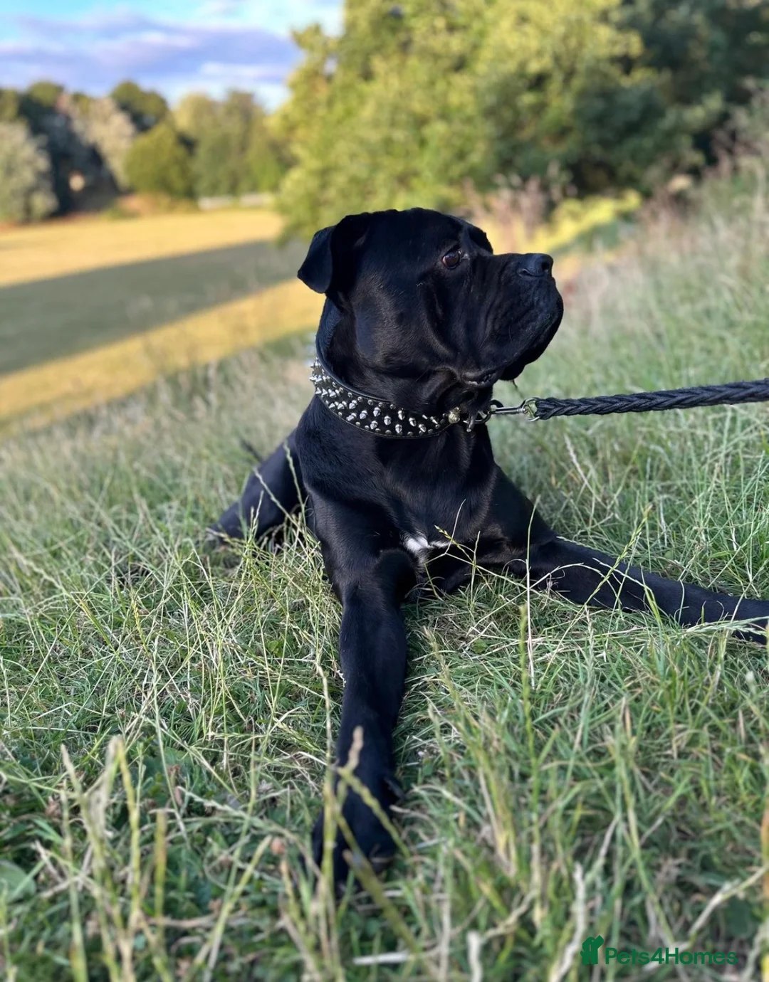 Cane Corso dogs for sale: Urgent Cane Corso  - Advert 5
