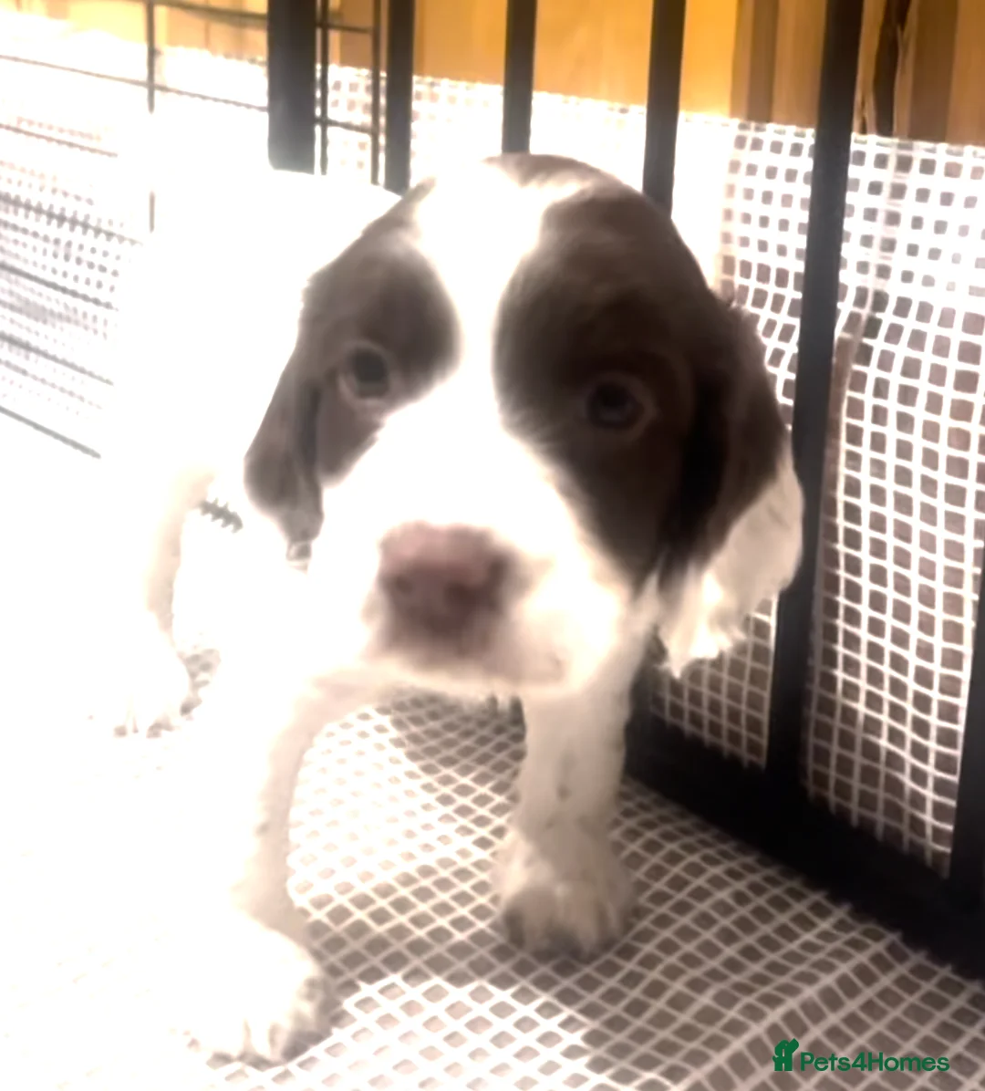 English Springer Spaniel dogs for sale: Pretty liver and white Springer Spaniels - Advert 3