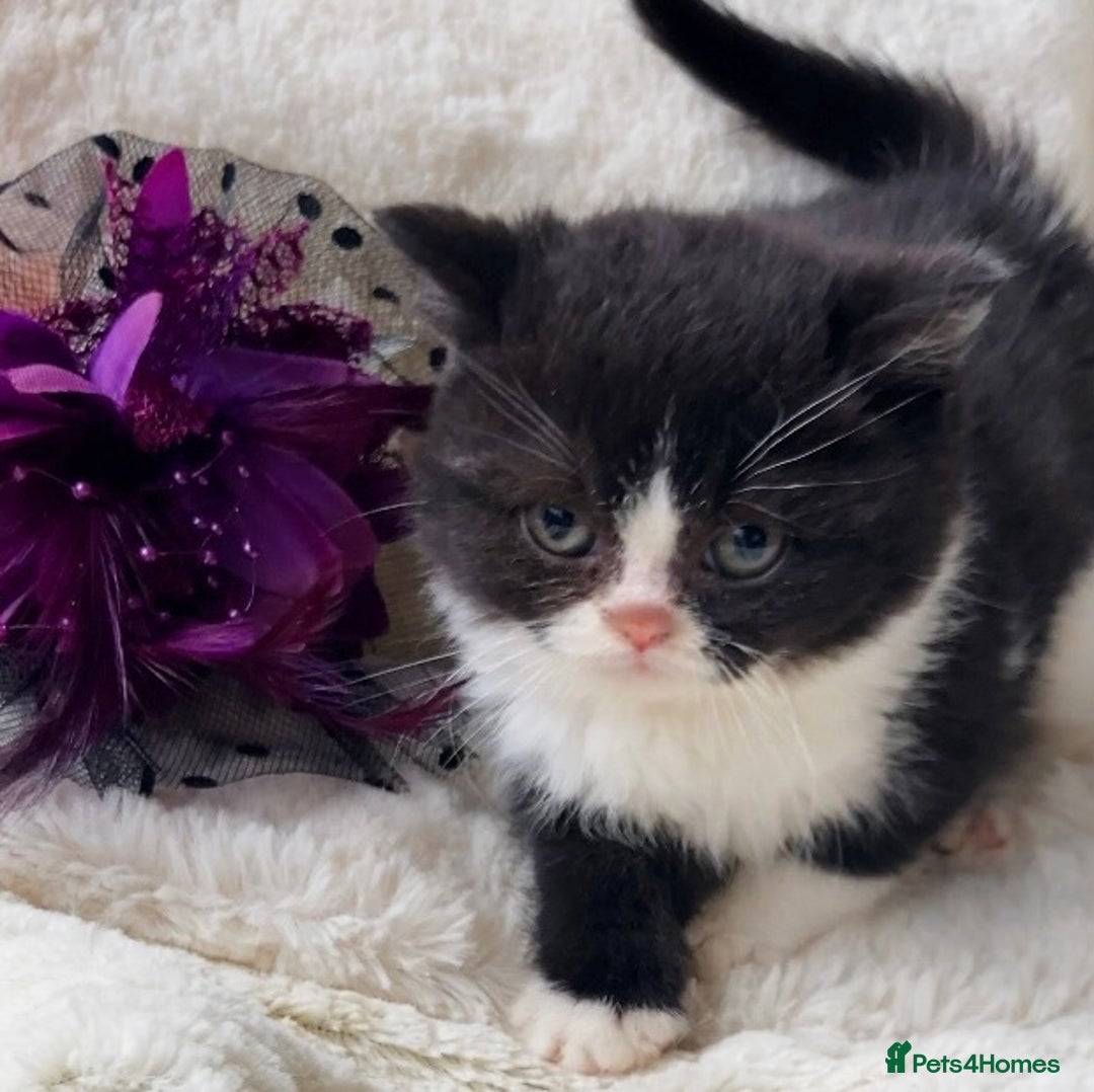 British Shorthair cats for sale: Gorgeous British Shorthairs TICA Registered - Advert 8