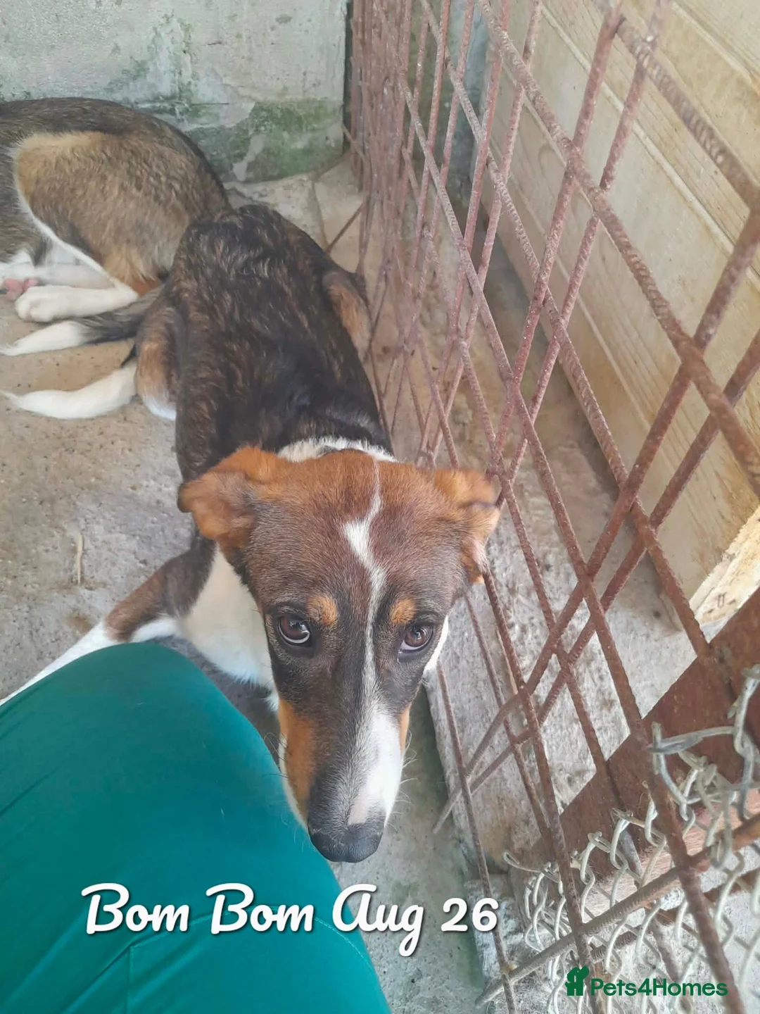 Mixed Breed dogs for adoption: Bom Bom, 7 months approx. Available for adoption. - Advert 2