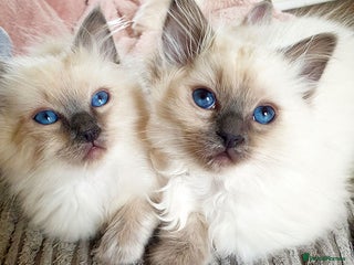 Ragdoll cats Stunning Adult Ragdoll and Kittens available! - Advert 2