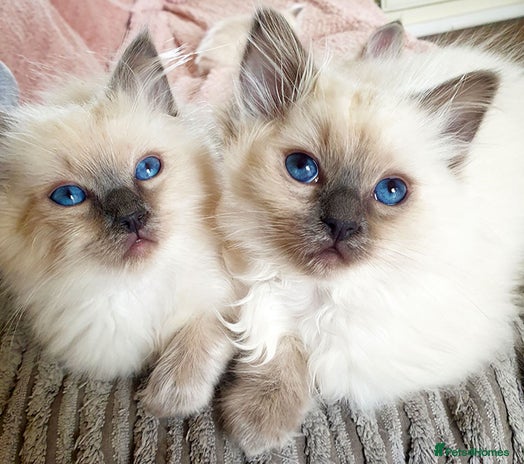Ragdoll cats - Advert 1
