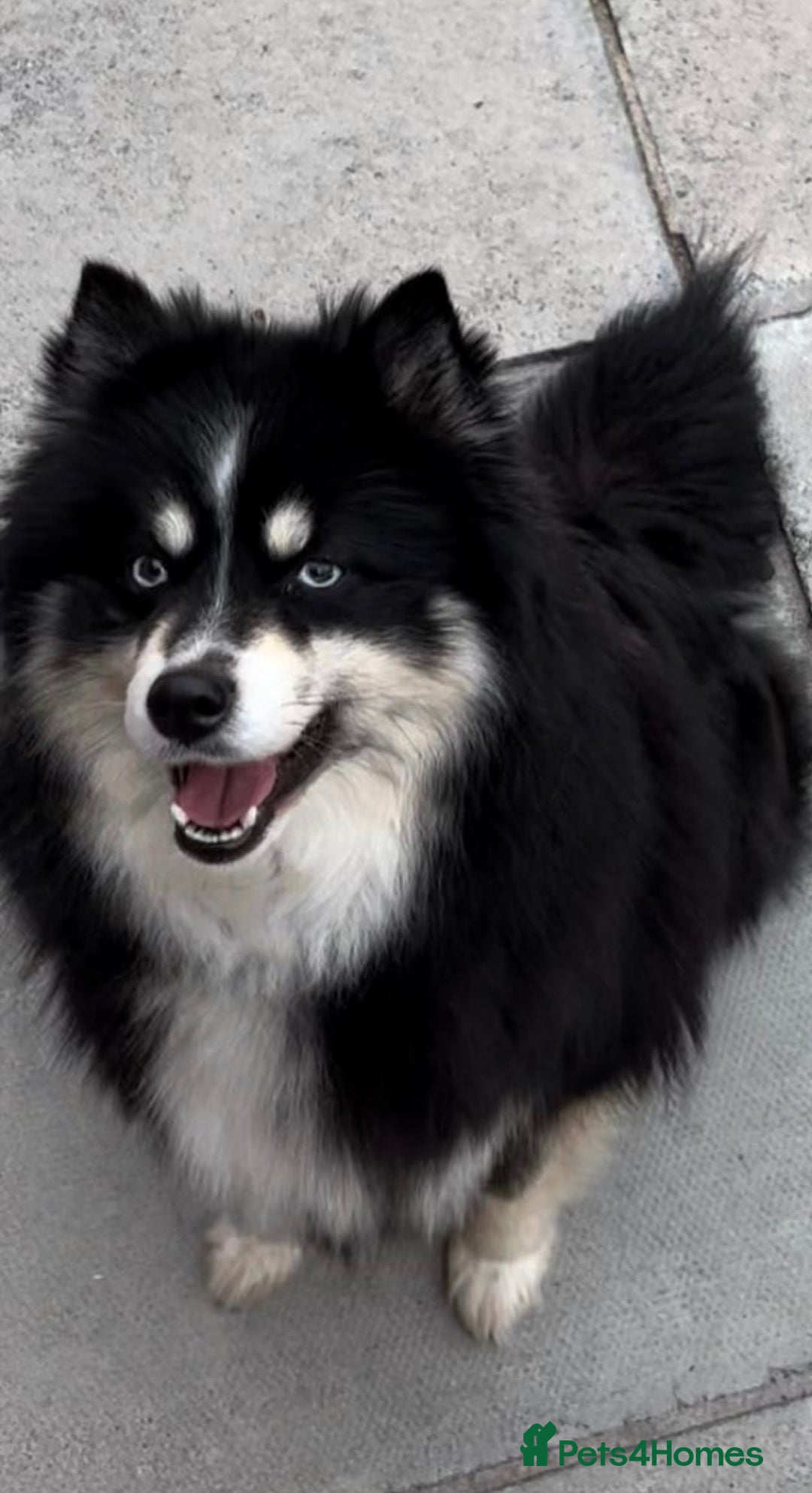 Pomsky dogs for sale: Beautiful pomsky boy - Advert 3