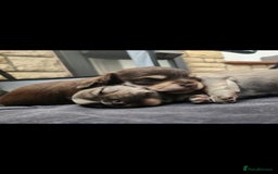 Chihuahua dogs for sale: Adorable Chihuahua Boy Puppies – Ready Soon - Image 4