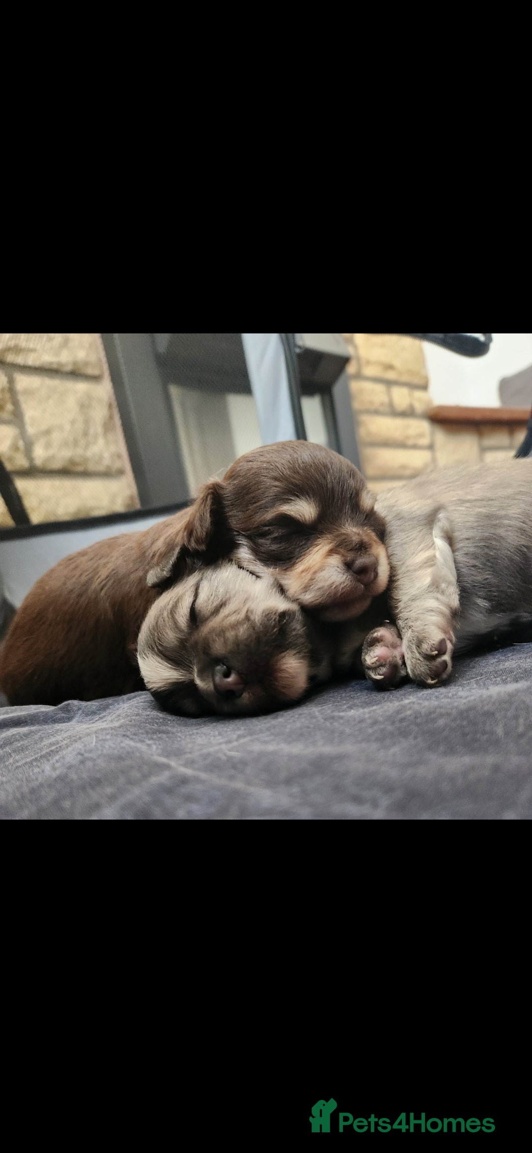 Chihuahua dogs for sale: Adorable Chihuahua Boy Puppies – Ready Soon - Image 4