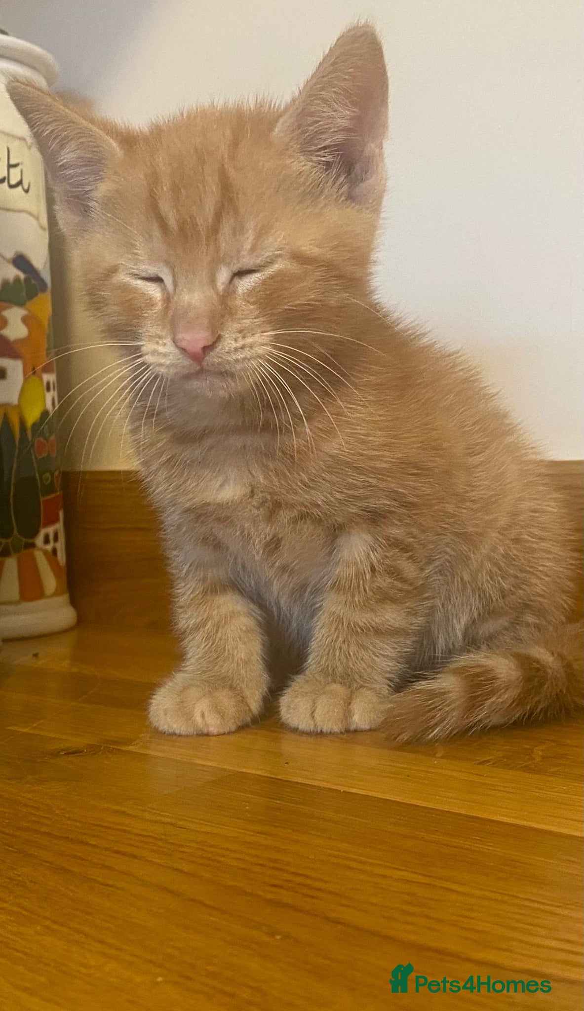 Domestic Shorthair cats Kittens Ready Now - Advert 7