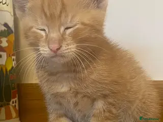Domestic Shorthair cats Kittens Ready Now - Advert 1