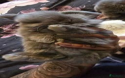Mini Lop rabbits for sale: Stunning baby lops!  in Stone - Image 17