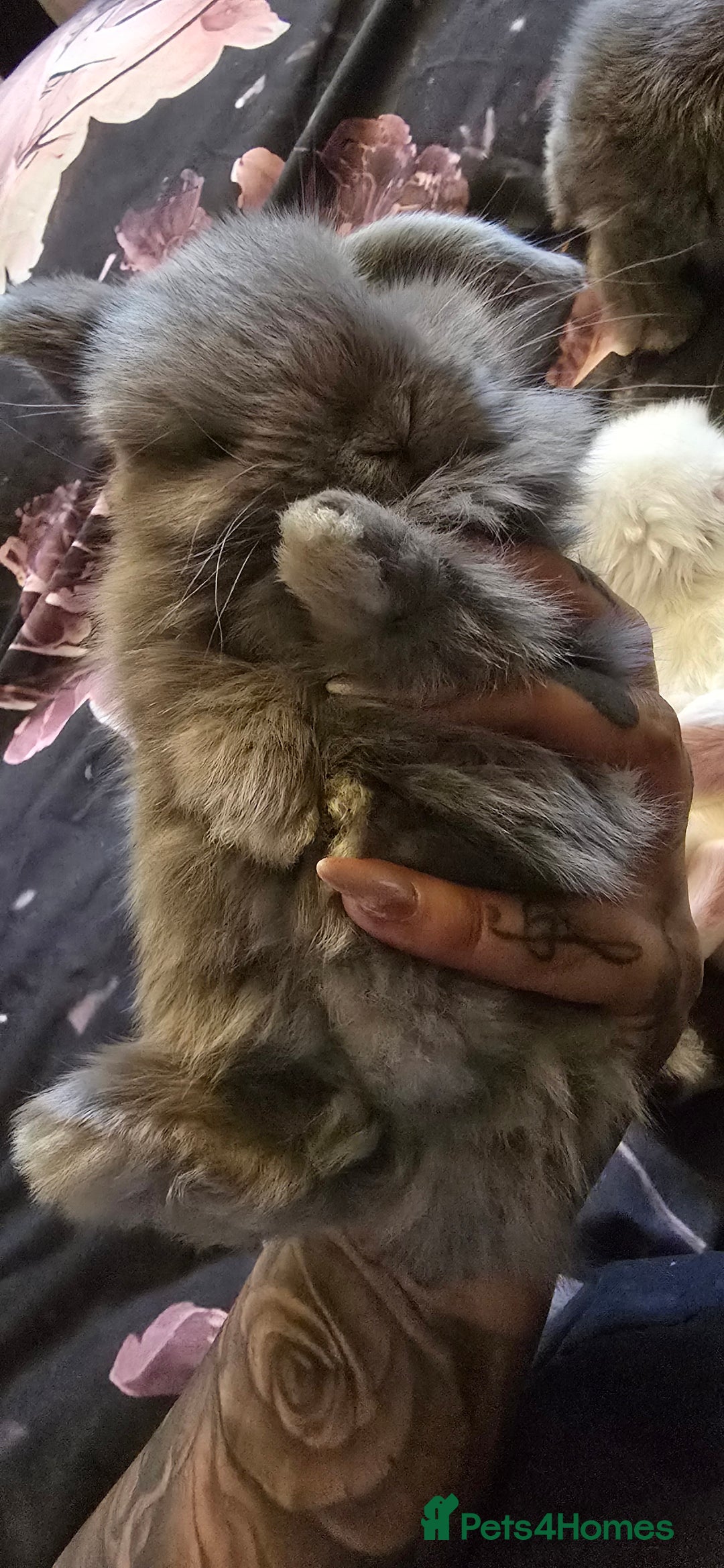 Mini Lop rabbits for sale: Stunning baby lops!  in Stone - Image 17
