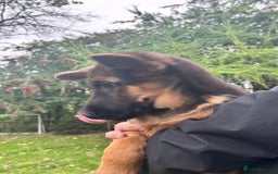 German Shepherd dogs for sale: World class German Shepherd for sale  - Image 6