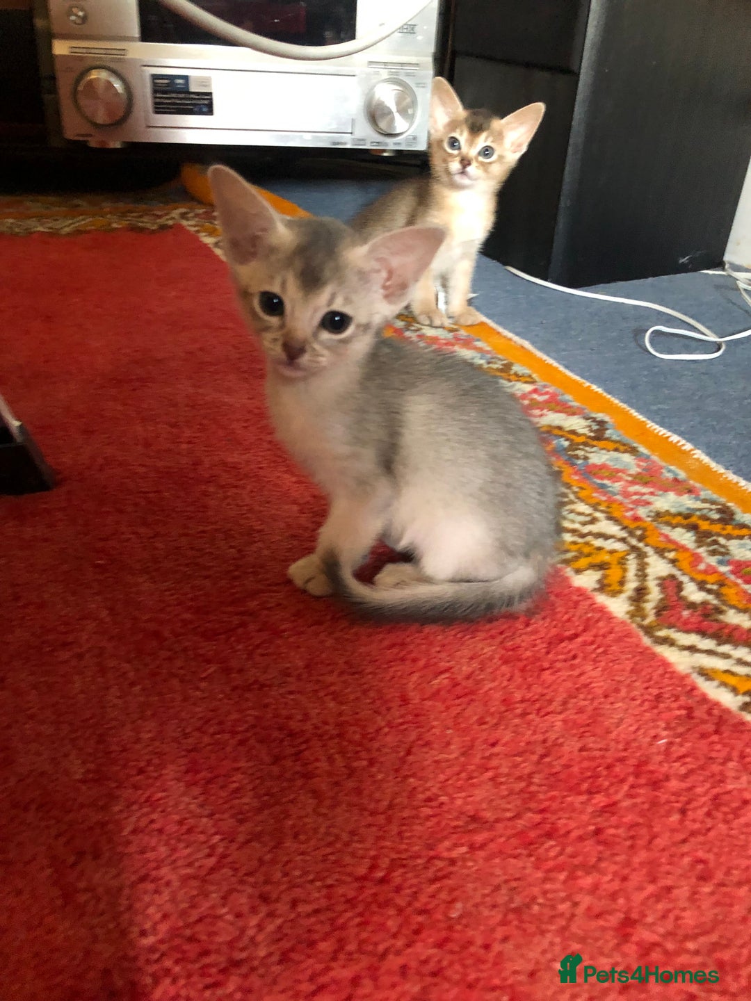 Abyssinian cats for sale: Beautiful Pedigree Abyssinian Kittens for sale in Blandford Forum - Image 14