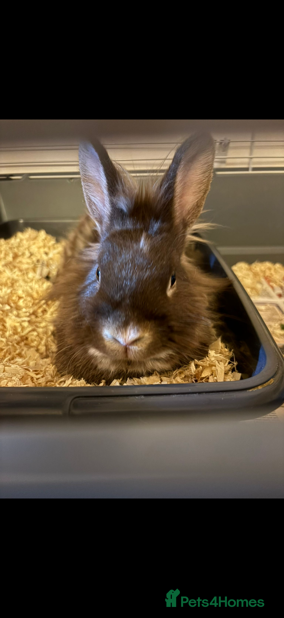 Mixed Breed rabbits for sale: Coco and Flopsy - Advert 2