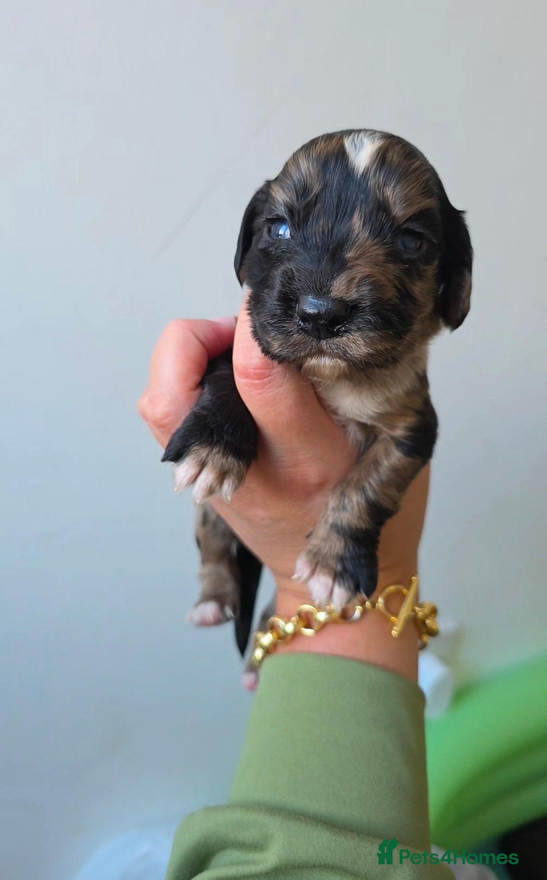 Cocker Spaniel dogs 🐾 Stunning merle Cocker Spaniels🐾  - Advert 6