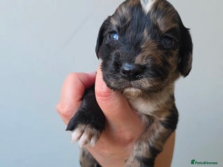 Cocker Spaniel dogs 🐾 Stunning merle Cocker Spaniels🐾 - Advert 5