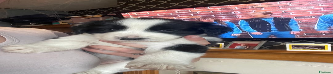 Mixed Breed Puppy 1