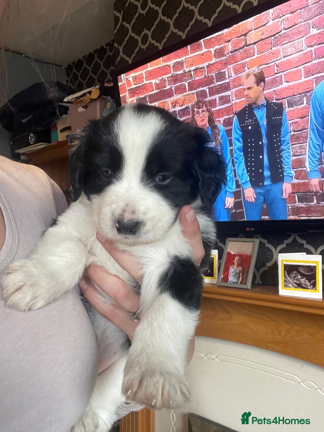 Mixed Breed dogs for sale: For sale sprollies  - Image 6