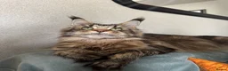 Maine Coon cats for sale: Superb quality Maine coon girls  - Advert 23