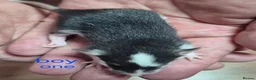 Rat rodents for sale: Baby Dumbo Rats - Advert 1