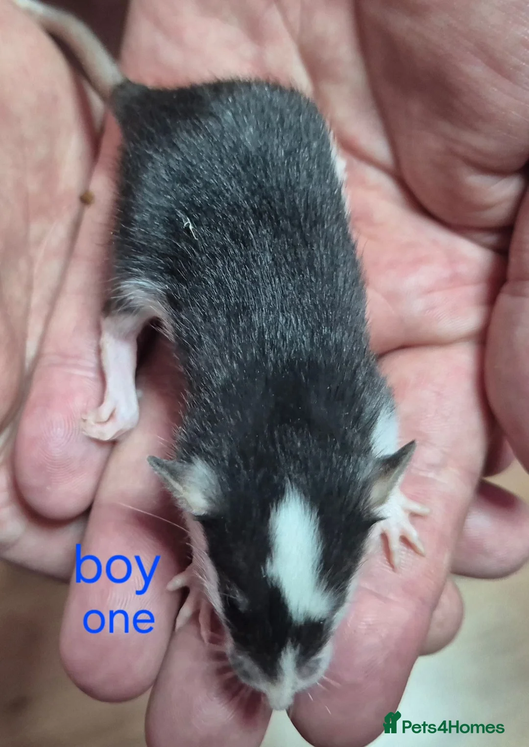 Rat rodents for sale: Baby Dumbo Rats - Advert 1