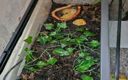 Frog reptiles for sale: Pac man frogs with enclosure  - Image 2