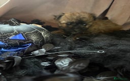 Poochon dogs for sale: READY FOR HER NEW PAW PACK  - Advert 18