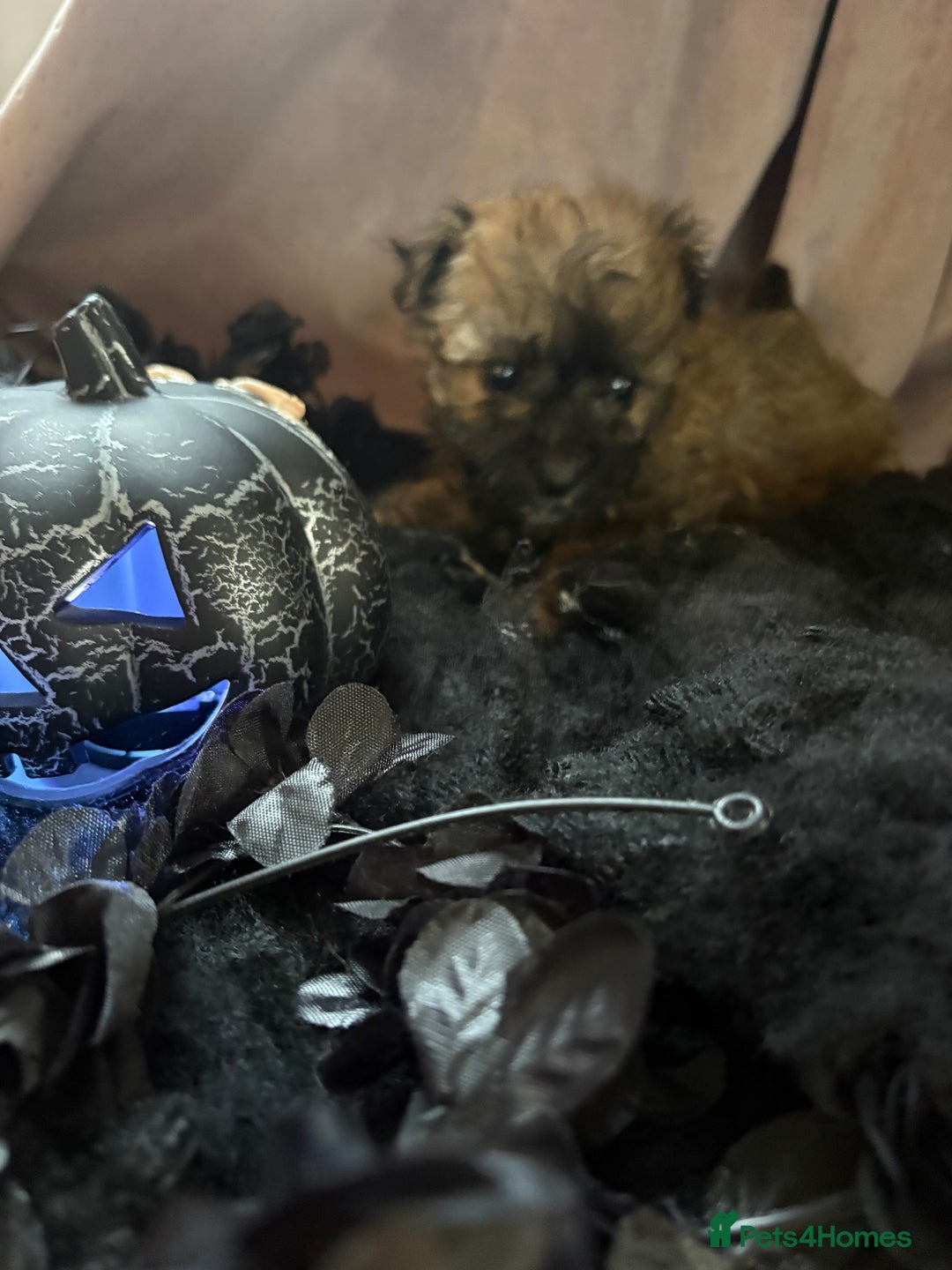 Poochon dogs for sale: READY FOR HER NEW PAW PACK  - Advert 18