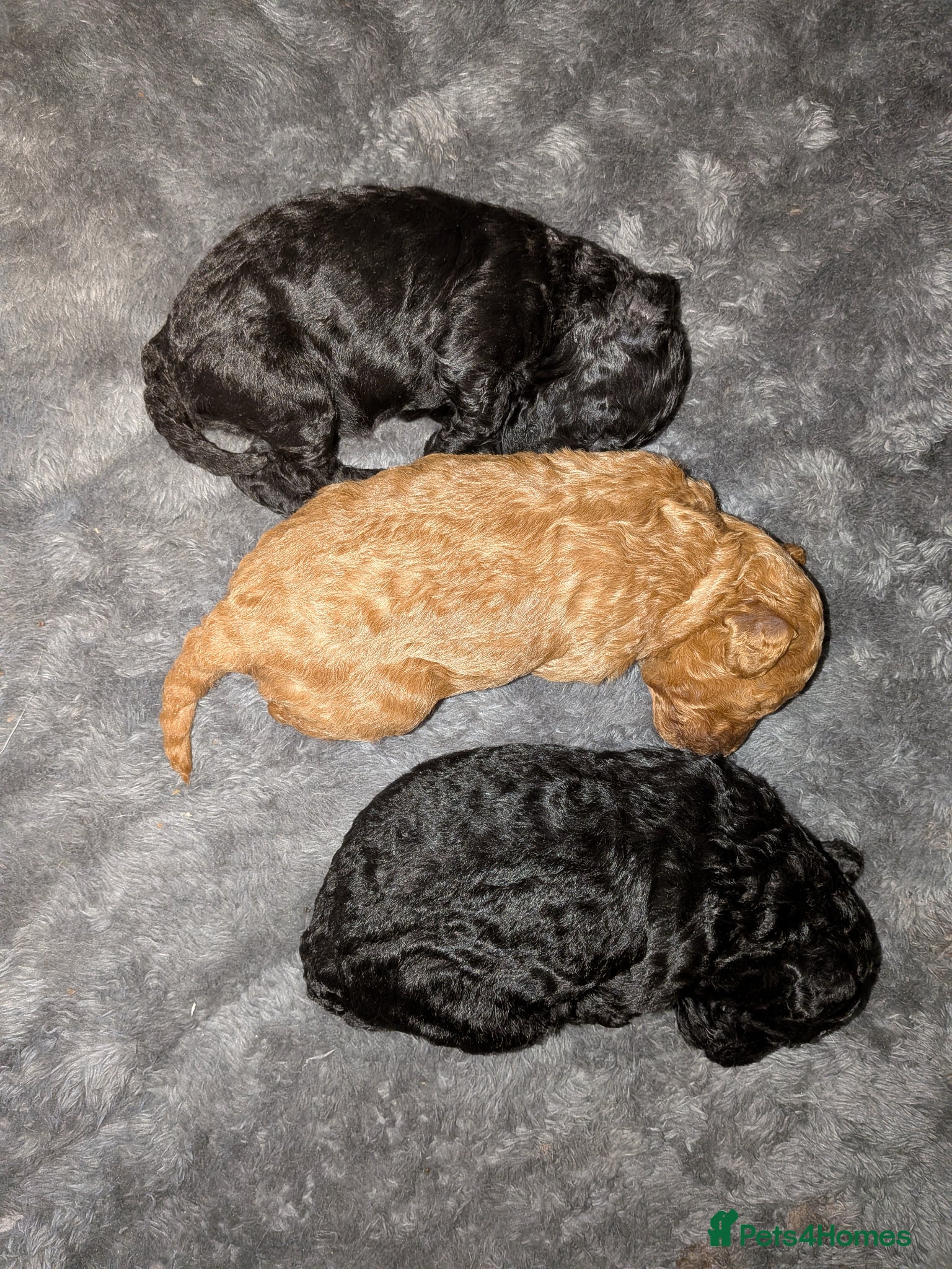 Cockapoo dogs for sale: Toy Cockapoo Puppies for Sale - Advert 9