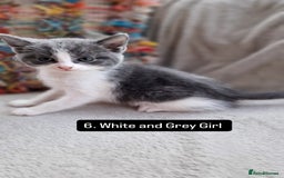 Mixed Breed cats for sale: Kittens - Image 9