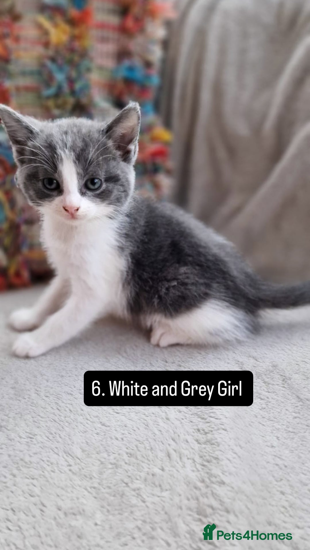 Mixed Breed cats for sale: Kittens - Image 9