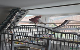 Cockatoo birds for sale: Galah Cockatoo - Advert 8