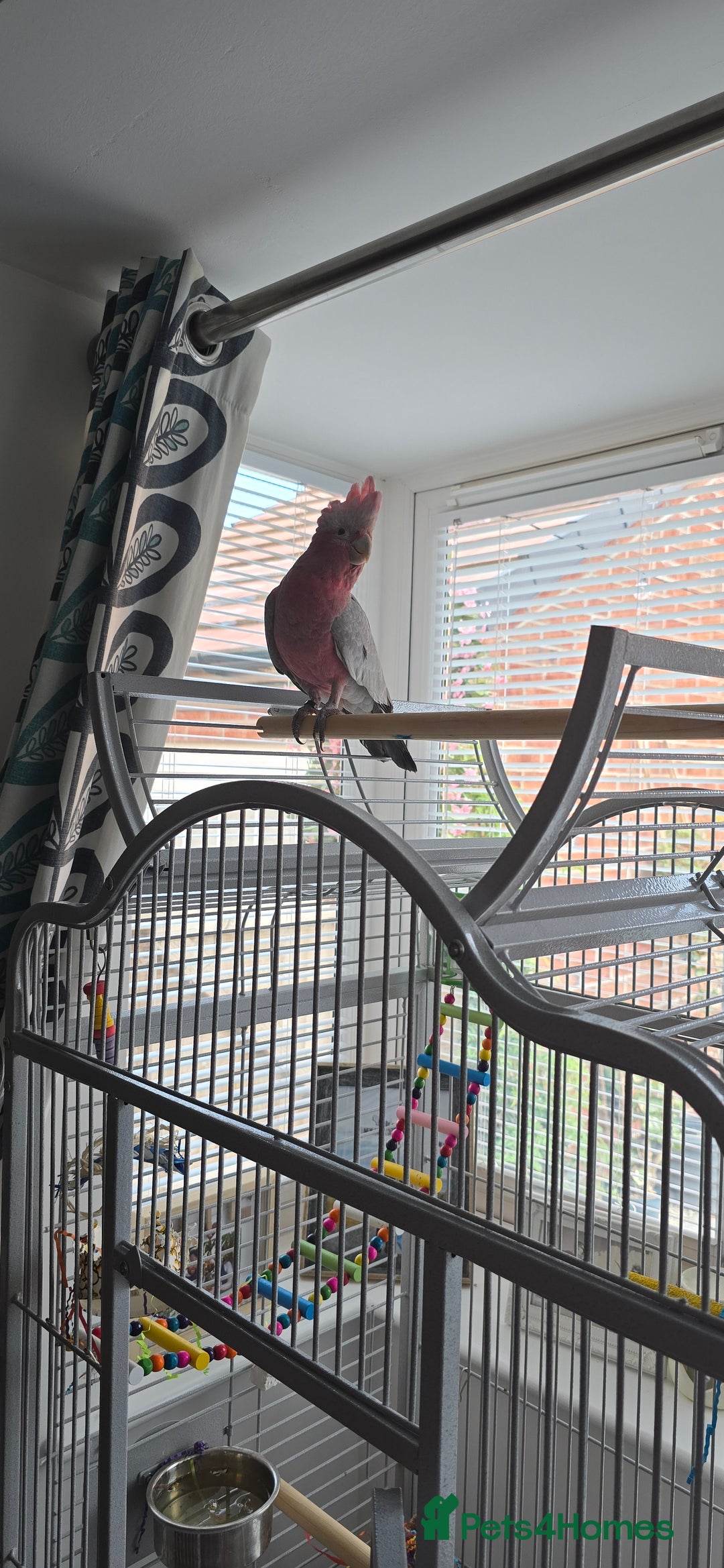 Cockatoo birds for sale: Galah Cockatoo - Advert 8