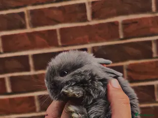 Mini Lop rabbits Adorable Mini lop babies - Advert 20