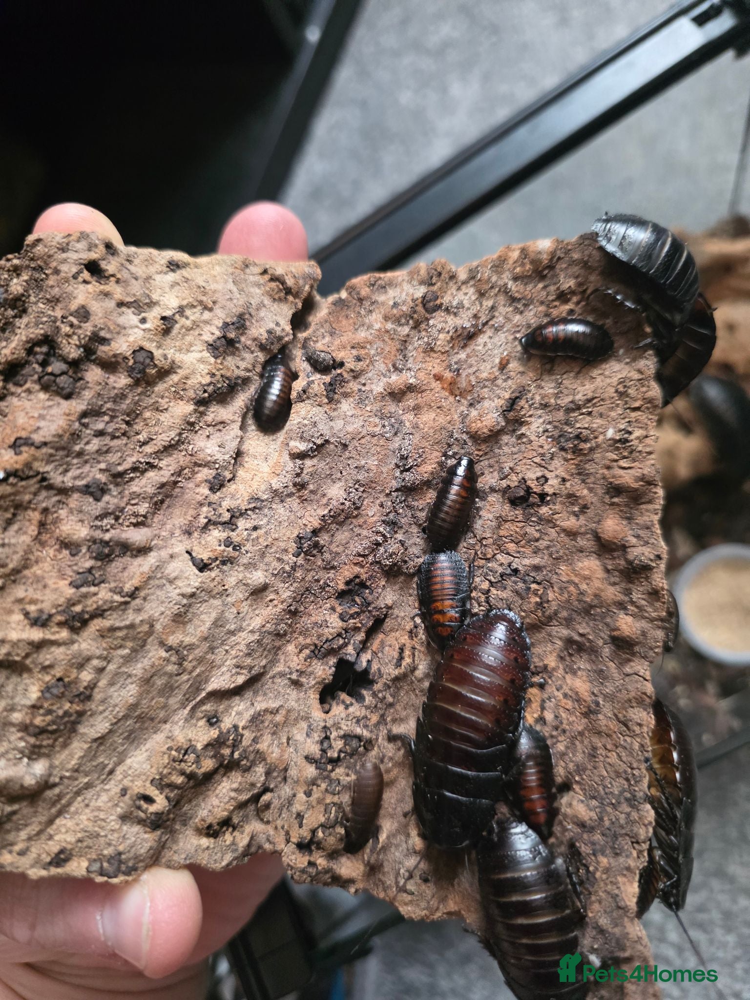 Cockroaches invertebrates Madagascan hissing cockroaches for sale - Advert 21