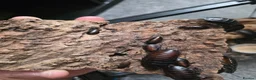 Cockroaches invertebrates for sale: Madagascan hissing cockroaches for sale - Advert 1