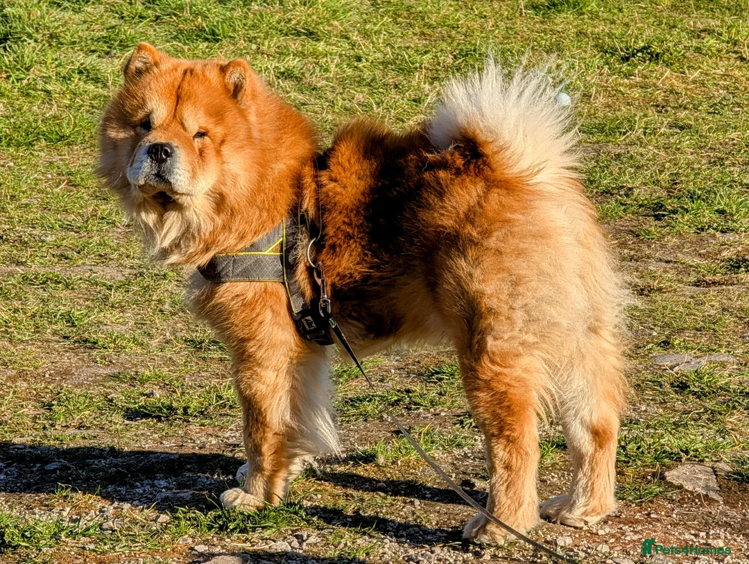 Mixed Breed dogs for sale: Beautiful Labrador x Chow Chow puppies - Advert 4