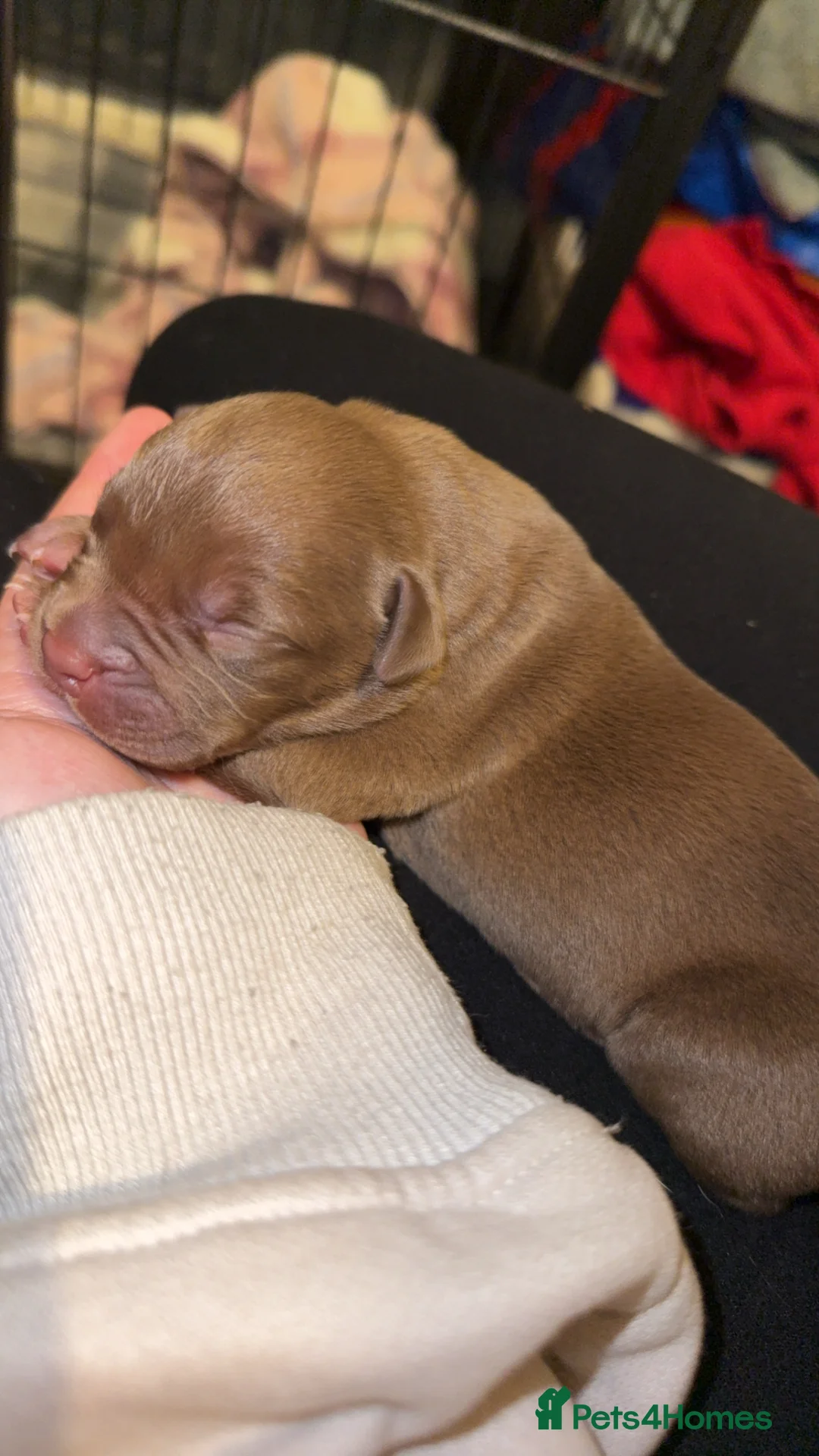 Mixed Breed dogs for sale: American bulldog cross Labrador  - Advert 2