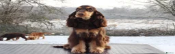 Cocker Spaniel dogs for stud: TRUE TO TYPE- Chocolate & Tan Show Cocker Spaniel in Holywell - Advert 11
