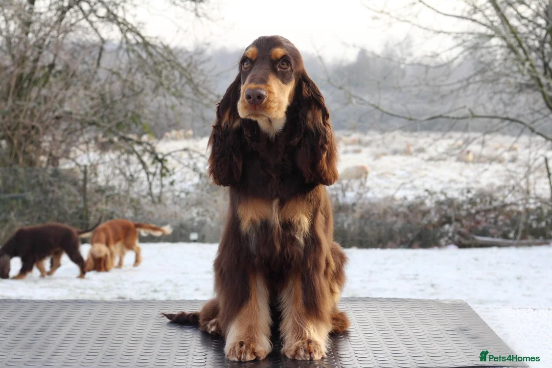 Cocker Spaniel dogs for stud: TRUE TO TYPE- Chocolate & Tan Show Cocker Spaniel in Holywell - Advert 11