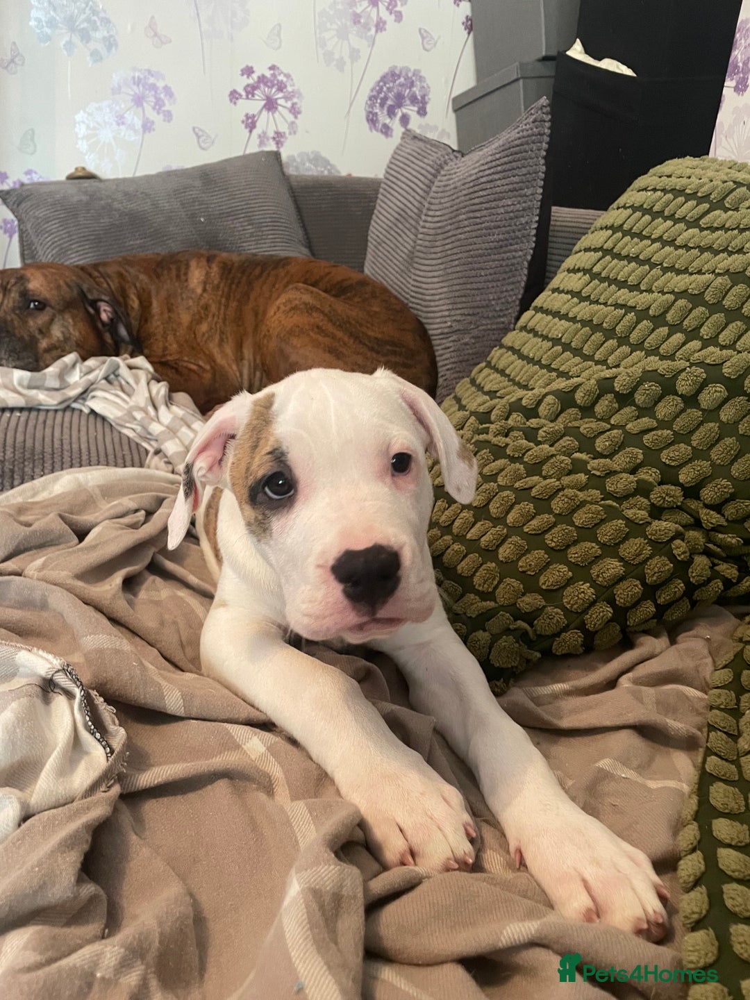 Mixed Breed dogs for sale: Last 3 READY TO LEAVE! Presa X Doberman - Advert 7