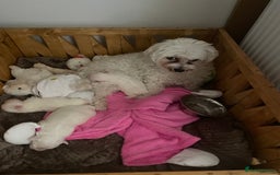 Bichon Frise dogs for sale: Bichon Frise Puppies - Image 2