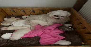 Bichon Frise dogs - Advert 2